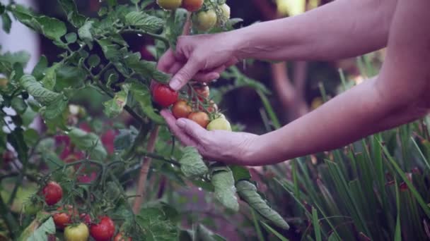 Ένα Γυναικείο Χέρι Ελέγχει Φρεσκοποτισμένες Ζουμερές Ώριμες Ντομάτες Στο Αμπέλι — Αρχείο Βίντεο