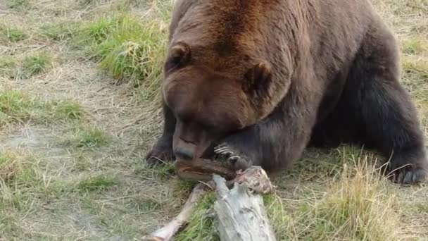 Velký Medvěd Hnědý Aljašce Žvýká Maso Kosti Čerstvého Jídla — Stock video