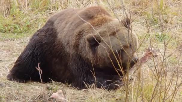 Grosso Orso Grizzly Dell Alaska Mastica Osso Pasto Recente — Video Stock