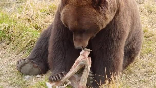 Duży Alaska Brunatny Niedźwiedź Grizzly Żuje Mięso Kości — Wideo stockowe