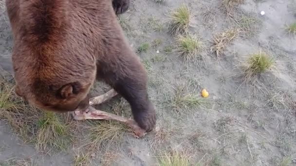 Large Alaska Grizzly Bear Brown Bear Carries Bone Fresh Meal — Stock Video