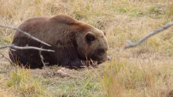 Egy Nagy Alaszkai Barna Medve Grizzly Medve Elrejtőzik Magas Fűben — Stock videók