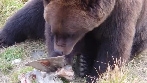 Duży Niedźwiedź Grizzly Alaski Wącha Żuje Kość Niedawnego Posiłku — Wideo stockowe