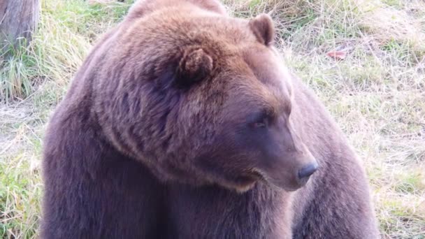 Closeup Shot Large Alaska Brown Bear Grizzly Bear Rest — Stock Video