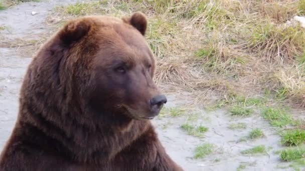 Zbliżenie Ujęcie Blizny Pokrytej Twarzą Niedźwiedzia Brunatnego Niedźwiedzia Alaska Grizzly — Wideo stockowe