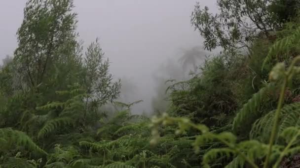 Dimmig Djungel Med Kallt Och Blåsigt Väder Morgondimma Skogen — Stockvideo