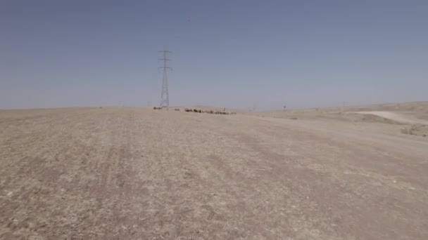 Vista Aérea Del Pastor Hembra Con Ovejas Área Remota Del — Vídeos de Stock