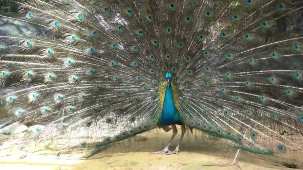 鳥の楽園 野生動物保護区公園で通過日光と仲間を引き付けるために美しい虹色の羽を表示し オスのインドの桃 パブクリステータス その尾を誇示し くすくす — ストック動画