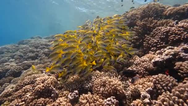 School Van Gele Snapper Helder Water Een Tropisch Koraalrif Frans — Stockvideo