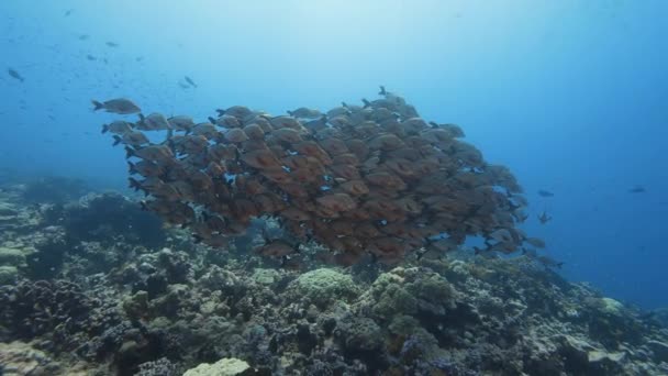 School Paddletail Snapper Een Tropisch Koraalrif Helder Water Van Stille — Stockvideo