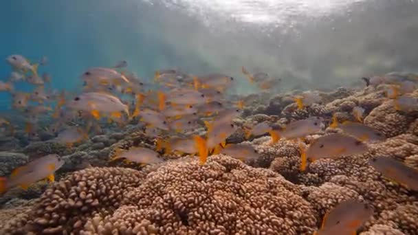 School Snapper Clear Water Tropical Coral Reef French Polynesia Pacific — Stock Video