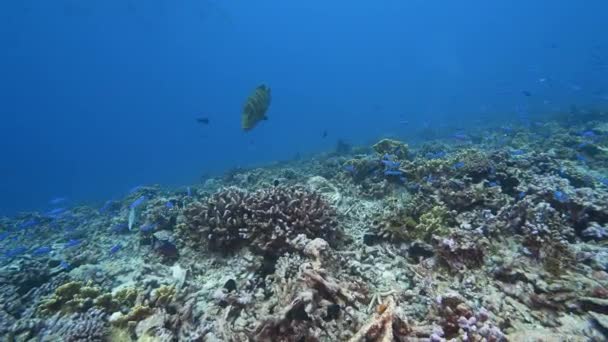 在法属波利尼西亚塔希提岛周围南太平洋清澈水域的热带珊瑚礁上寻找食物的纳波利安火山 — 图库视频影像