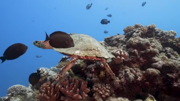 Curious Hawksbill Sea Turtle Coming Close Tropical Coral Reef Clear — Stock Video