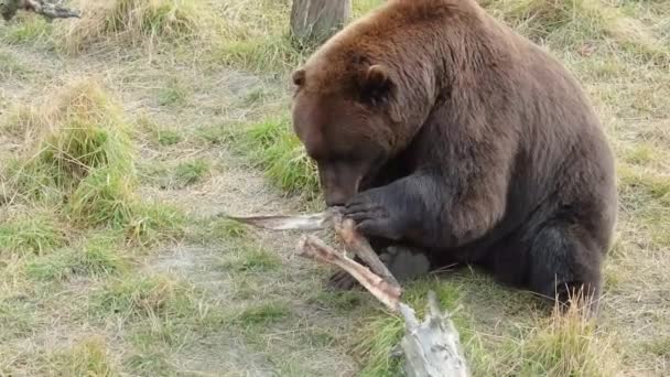 Μια Μεγάλη Αρκούδα Γκρίζλι Της Αλάσκας Μασάει Κρέας Από Ένα — Αρχείο Βίντεο