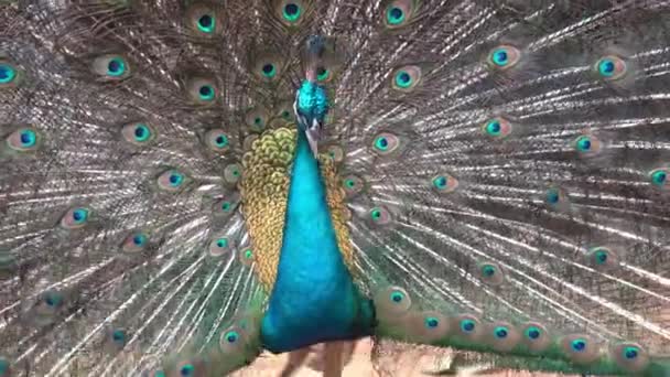 一只雄性印度山雀的特写镜头 拍下它的尾巴 炫耀它的尾巴 展示它美丽的艳丽羽毛 以吸引交配在鸟类乐园 野生动物保护区公园 — 图库视频影像