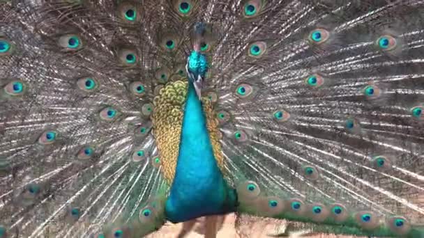 Extreme Közelkép Egy Férfi Indiai Peafowl Pavo Cristatus Kérkedő Csóválja — Stock videók