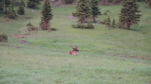 Alce Parque Nacional Montanha Rochosa — Vídeo de Stock