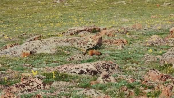 Marmot Caminando Parque Nacional Las Montañas Rocosas — Vídeo de stock