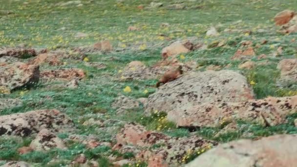 Marmot Far Shot Rocky Mountain National Park — Stockvideo