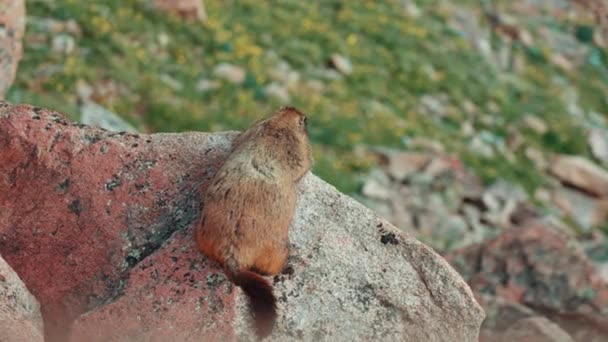 Marmot Nationaal Park Rocky Mountain — Stockvideo