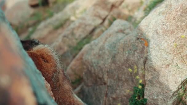 Marmot Närbild Rocky Mountain National Park — Stockvideo