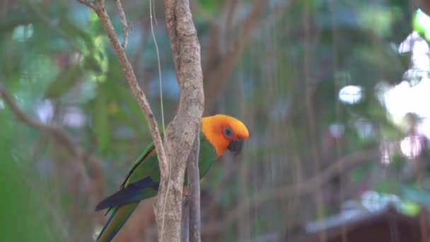 Dzika Przyroda Zbliżenie Strzał Żywy Wygląd Jandaya Conure Papuga Aratinga — Wideo stockowe