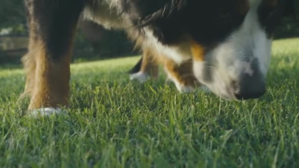 Bernese Shepherd Dog Sniffs Lawn Late Afternoon Summer Day Italy — Stock Video