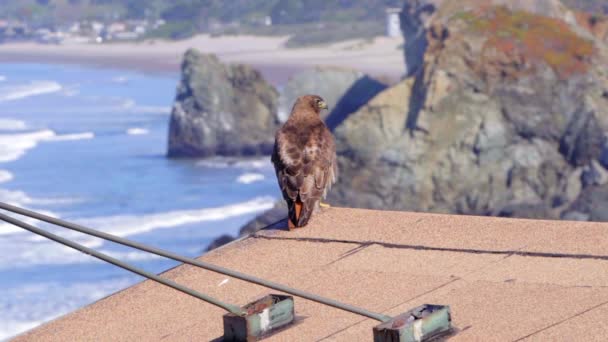 Rödstjärtad Hök Stuga Med Utsikt Över Klippig Strandlinje — Stockvideo