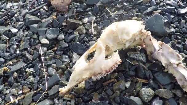 Crâne Cerf Mort Trouvé Dans Désert Alaska — Video