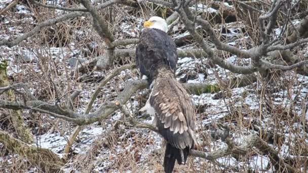 Pygargue Tête Blanche Mature Pygargue Tête Blanche Juvénile Sont Assis — Video