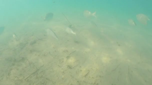 Дайвинг Clear Waters Fuerteventura Island Fishes Swift Канарском Острове Испания — стоковое видео