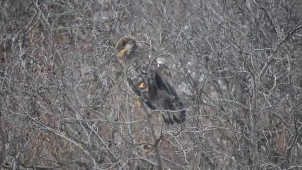 在一场冬季暴风雪中 阿拉斯加科迪亚克岛的树上 一只年幼的秃头鹰坐在思量更高的树上 — 图库视频影像