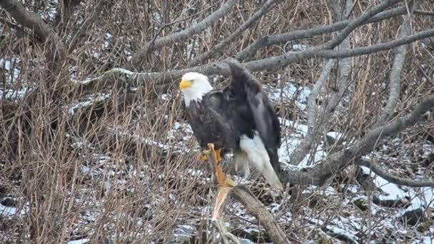 一只秃头的老鹰在阿拉斯加科迪亚克岛的茂密的树梢上飞走了 — 图库视频影像
