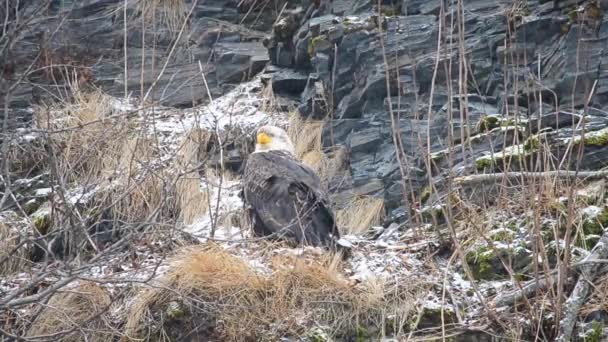 大きなハゲワシは冬の雪嵐の間コディアック島アラスカの木の上に座っています — ストック動画