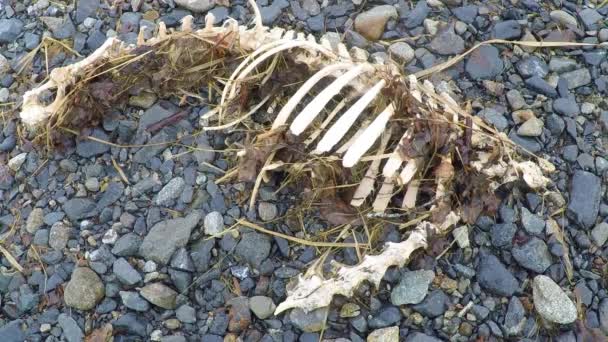 Kości Żebra Martwego Jelenia Znalezione Pustyni Alaski — Wideo stockowe