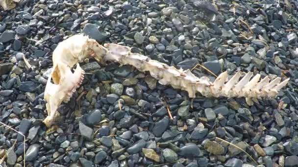 Crânio Pescoço Coluna Vertebral Veado Morto Encontrado Deserto Alasca — Vídeo de Stock