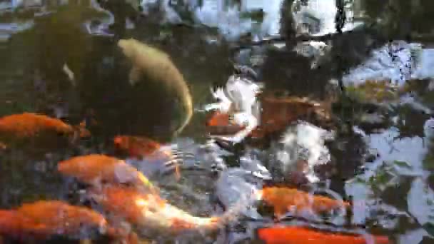 Poisson Koï Oriental Carpe Amur Cyprinus Rubrofuscus Nageant Travers Étang — Video