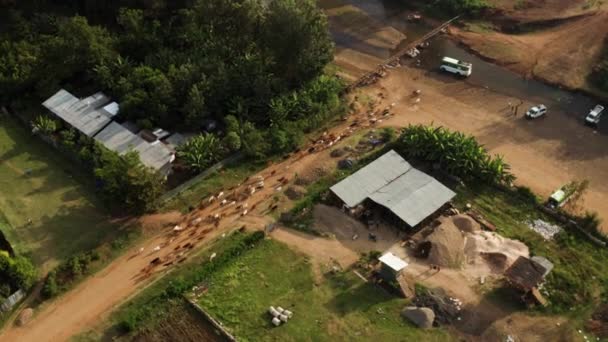 Jinka Market Town Met Grote Kudde Koeien Die Terugkeren Van — Stockvideo