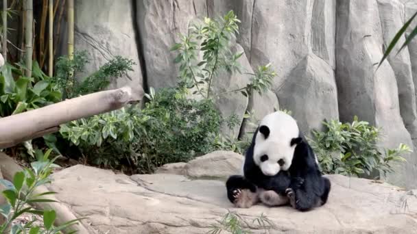 Panda Raksasa Berbulu Ailuropoda Melanoleuca Terbangun Setelah Tidur Siang Dalam — Stok Video