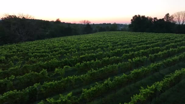 Sabah Üzüm Bağı Yazın Şarap Yapma Üzümlerinin Hava Manzarası — Stok video