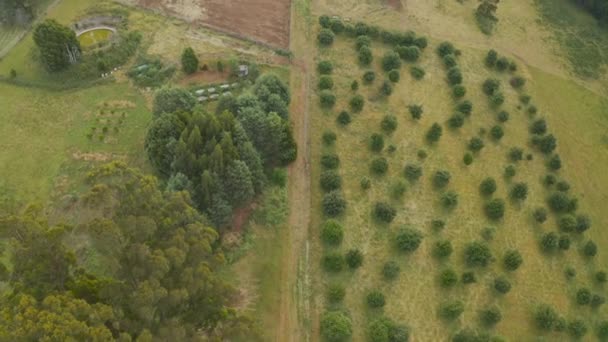 Kleiner Olivenhain Neben Hobbybauernhof Auf Einem Ländlichen Landgut Australien — Stockvideo