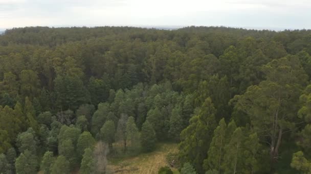 Aerial Perspective Revealing Cockatoos Flying Family Out Australian Natural Canopy — Stock Video