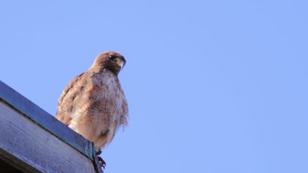 Ein Rotschwanzfalke Der Auf Einem Dach Auf Der Suche Nach — Stockvideo