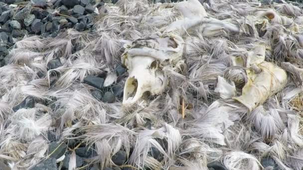 Fourrure Crâne Les Restes Cerf Mort Trouvés Dans Désert Alaska — Video