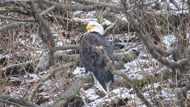 Ein Weißkopfseeadler Sitzt Während Eines Winterschneesturms Den Erlen Von Kodiak — Stockvideo