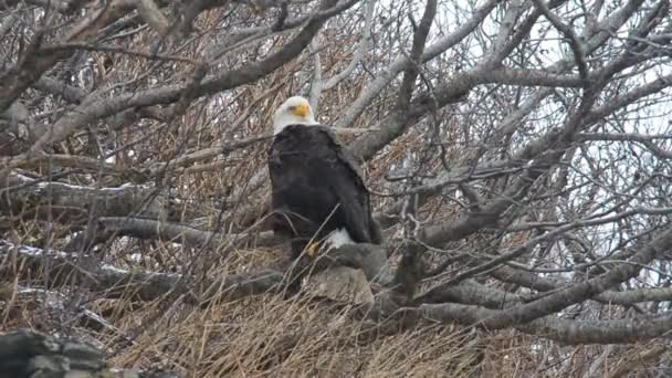 在冬季暴风雪中 一只成年秃鹰坐在阿拉斯加科迪亚克岛的树上 — 图库视频影像