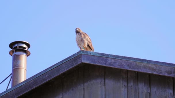 Ein Rotschwanzfalke Fliegt Zeitlupe Von Einer Sitzstange Auf Einem Dach — Stockvideo