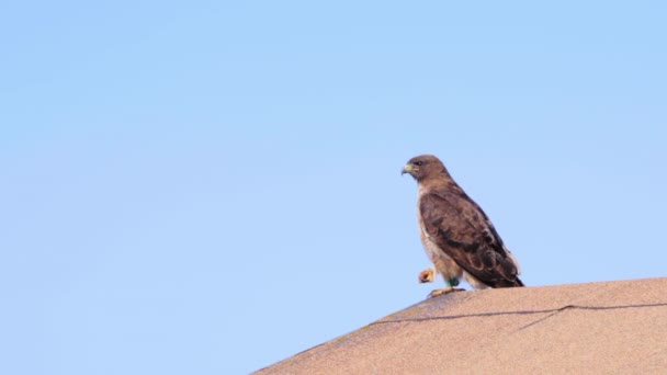 Ein Ausgewachsener Rotschwanzfalke Der Auf Einem Dach Auf Der Suche — Stockvideo