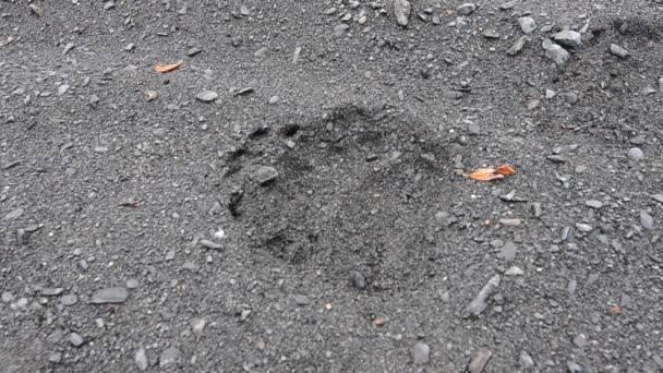 コディアック島の荒野で発見されたように 大きな 単一のグリズリークマの茶色のクマのトラックアラスカ — ストック動画