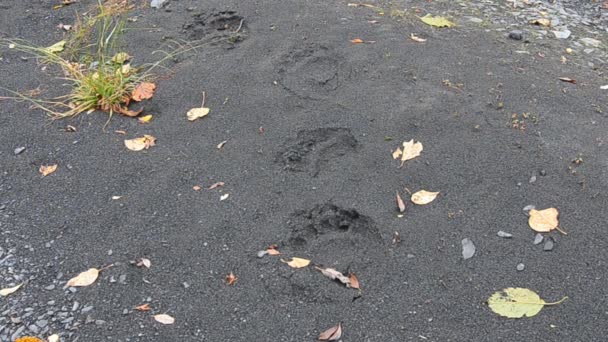 Färsk Grizzlybjörn Brunbjörn Kodiak Björnspår Med Mänsklig Hand Som Referens — Stockvideo